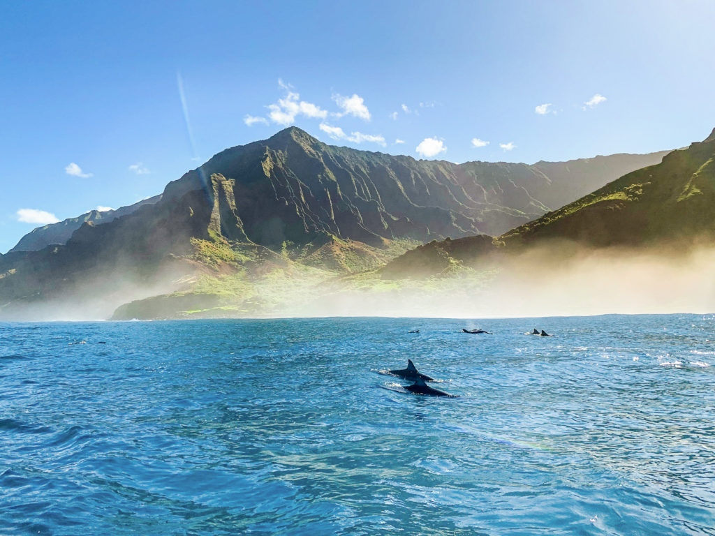 dolphins on the Na'Pali coast